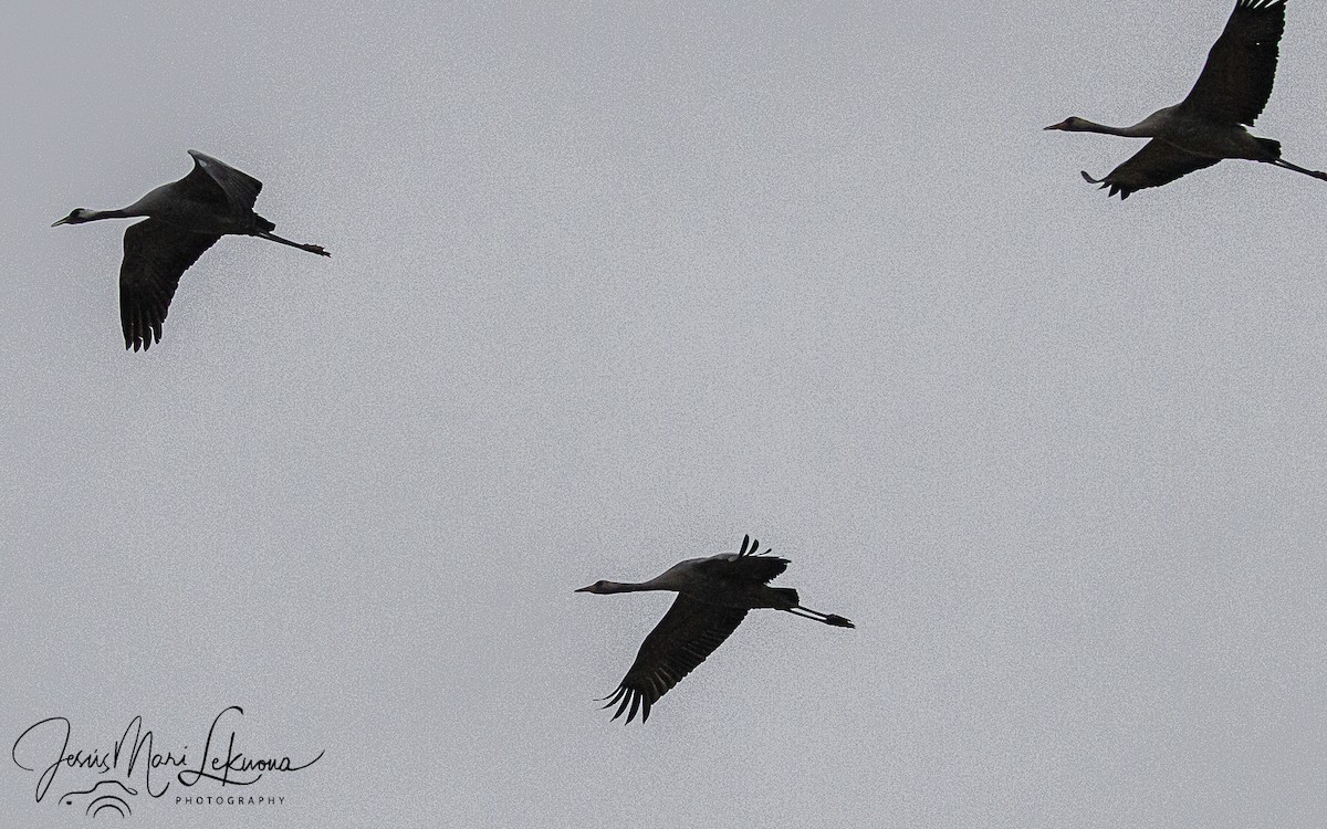 Common Crane - ML647178603