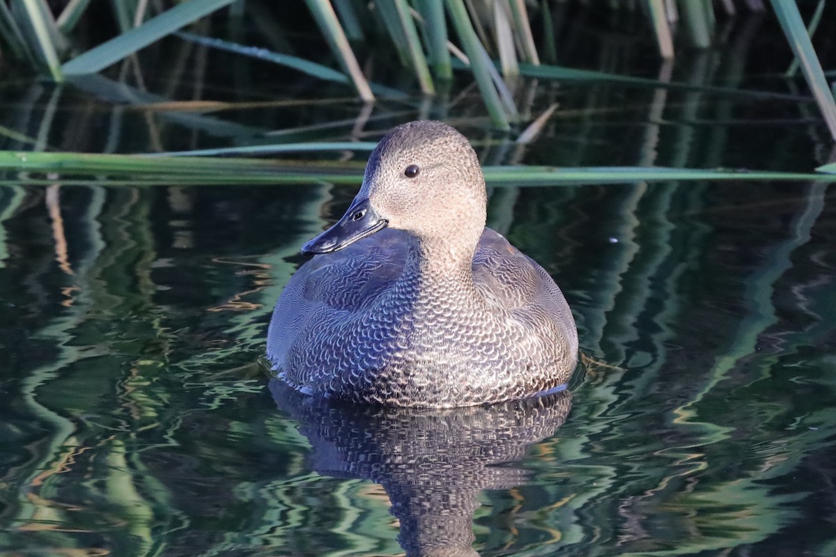 Gadwall - ML647178615