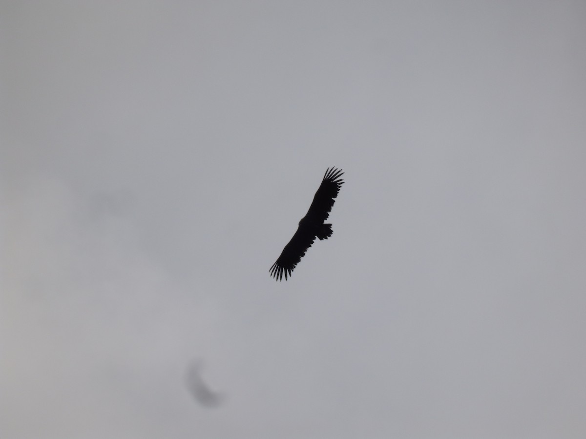 クロハゲワシ - ML647178621