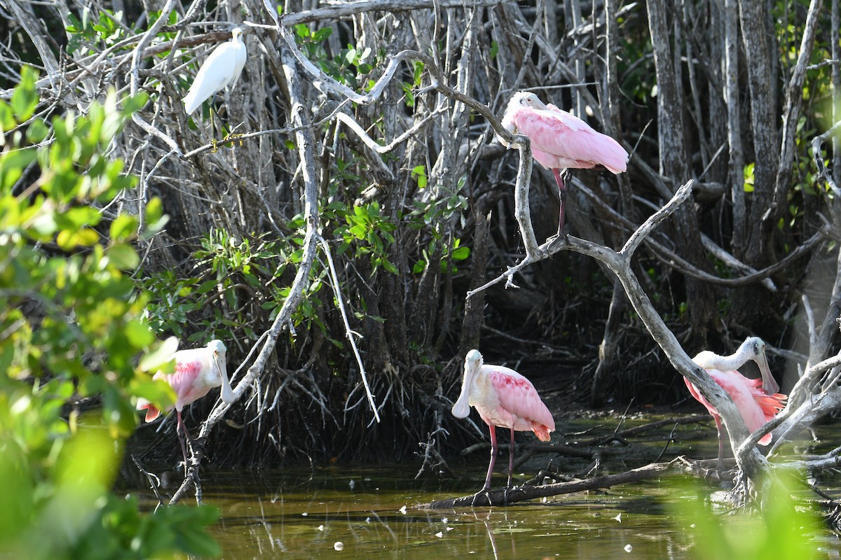 Roseate Spoonbill - ML647178625