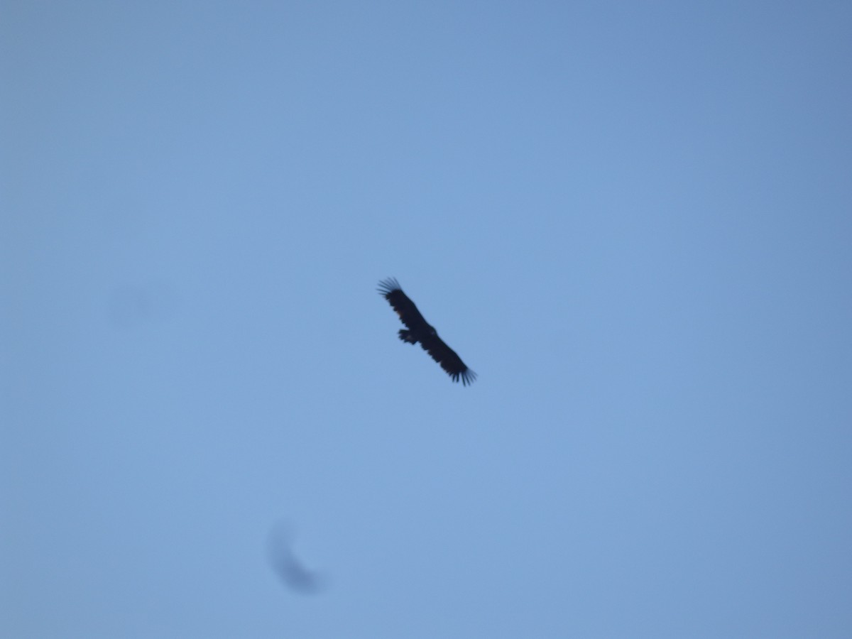 クロハゲワシ - ML647178629