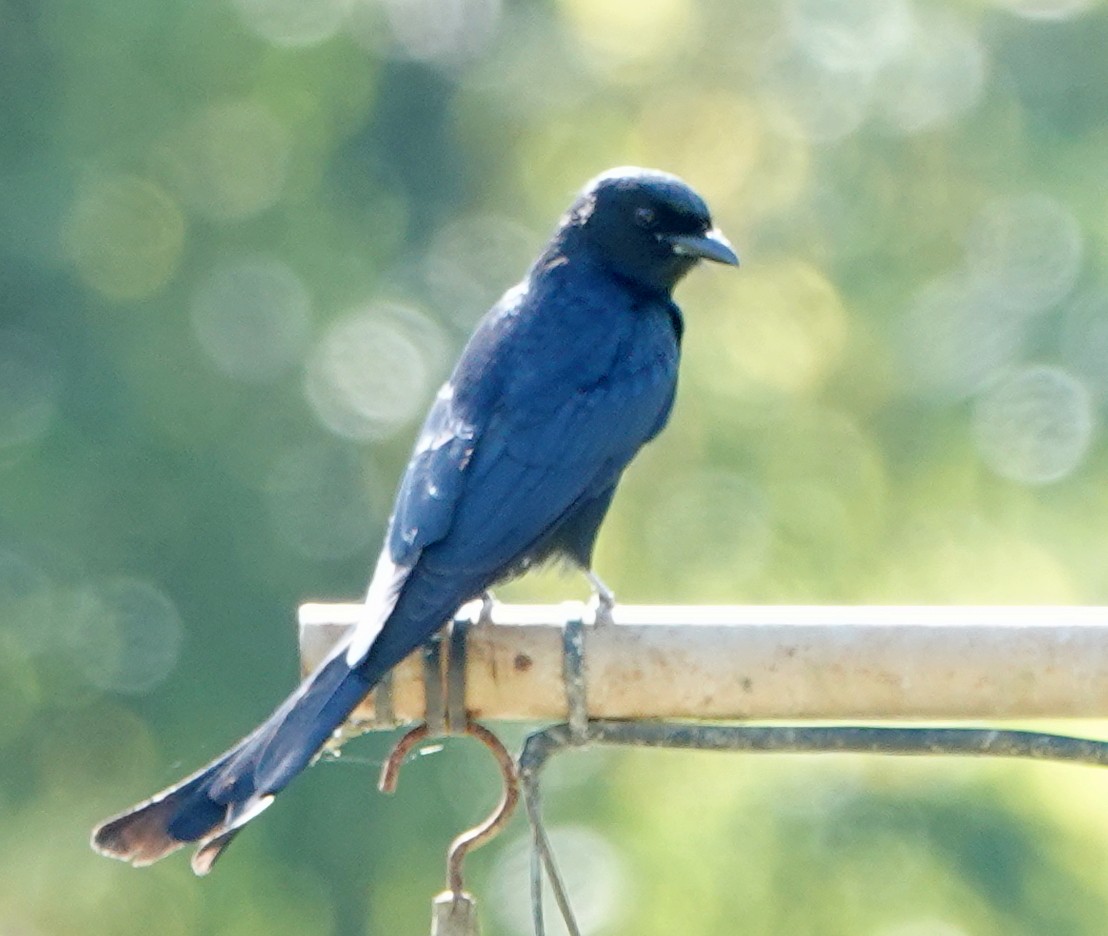 drongo černý - ML647178641