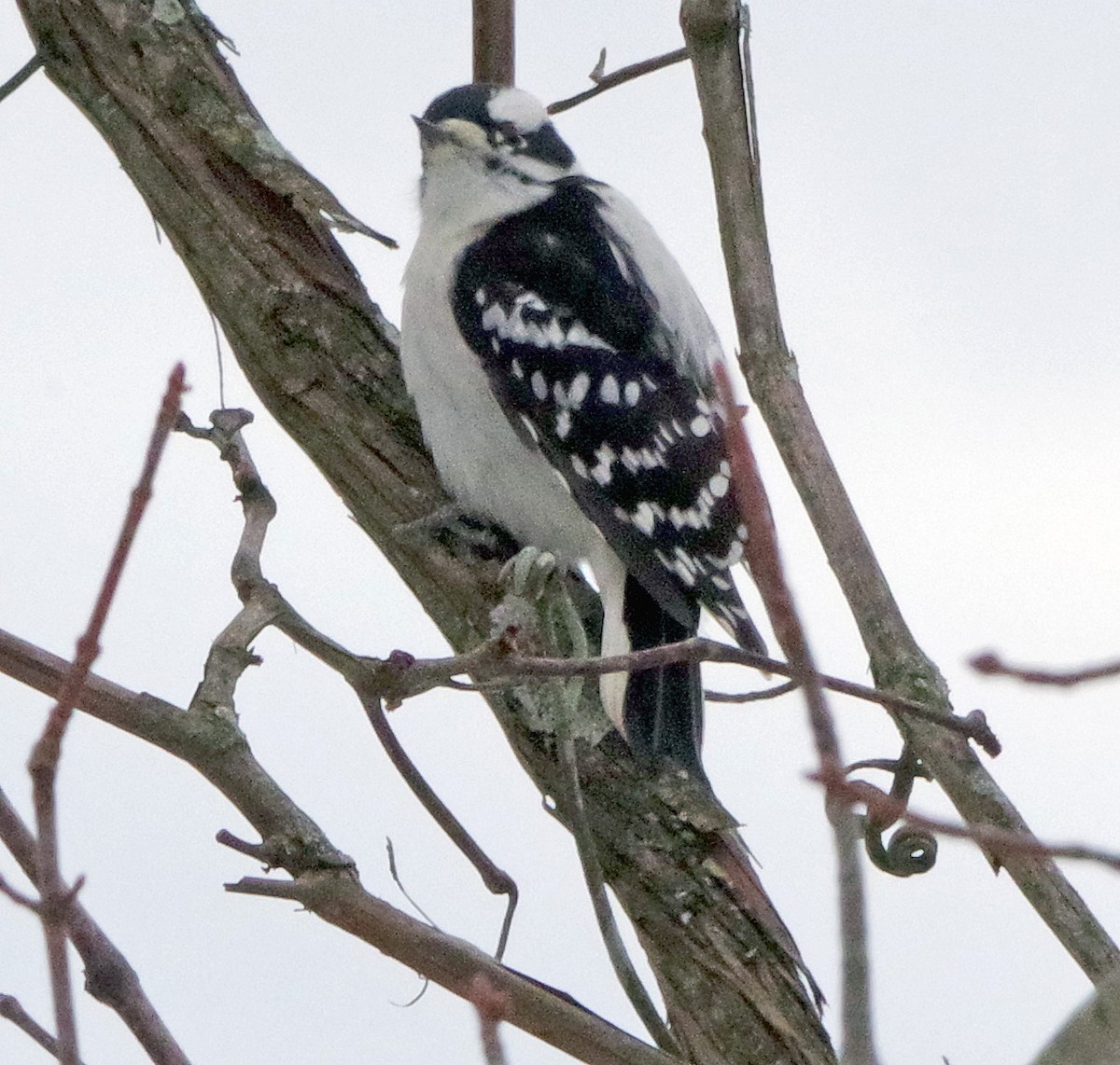 Дятел пухнастий - ML647178647