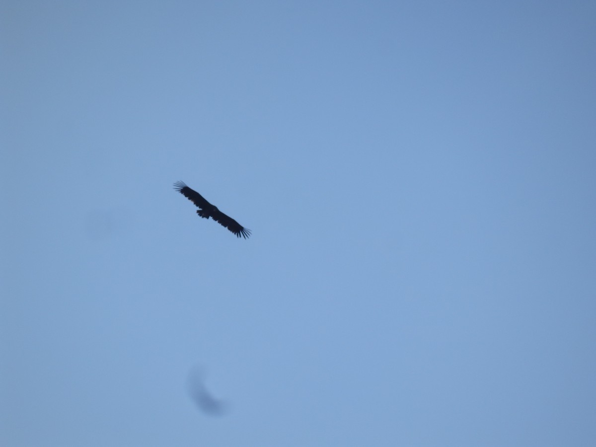 クロハゲワシ - ML647178659