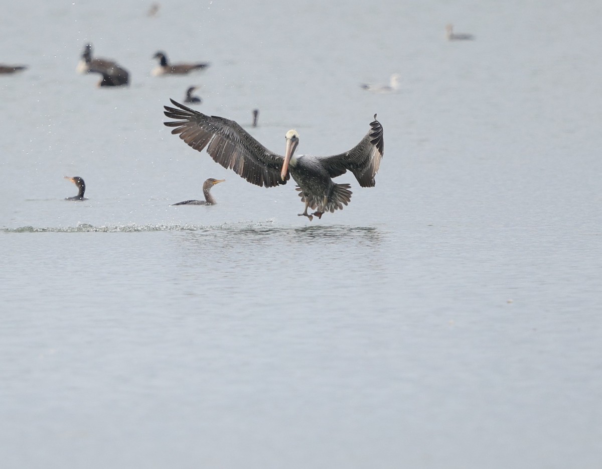 Brown Pelican - ML647178660