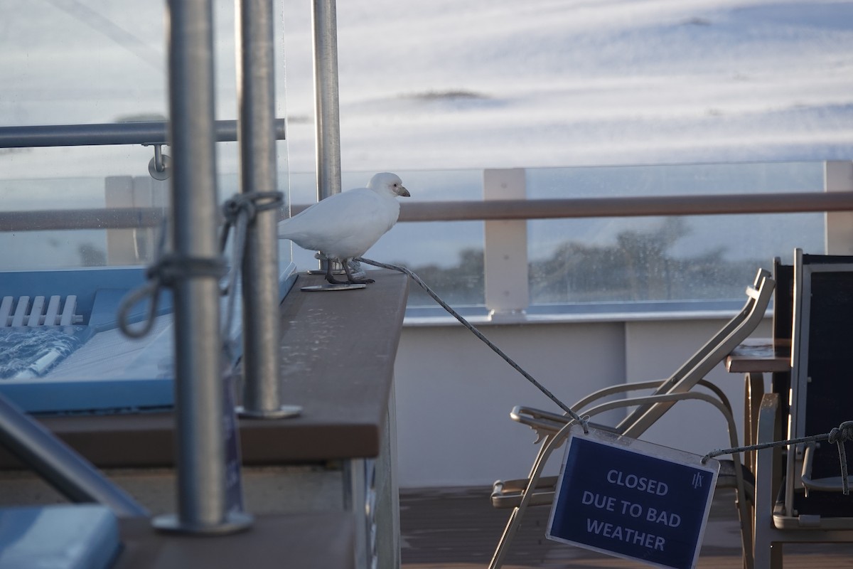 Snowy Sheathbill - ML647178665