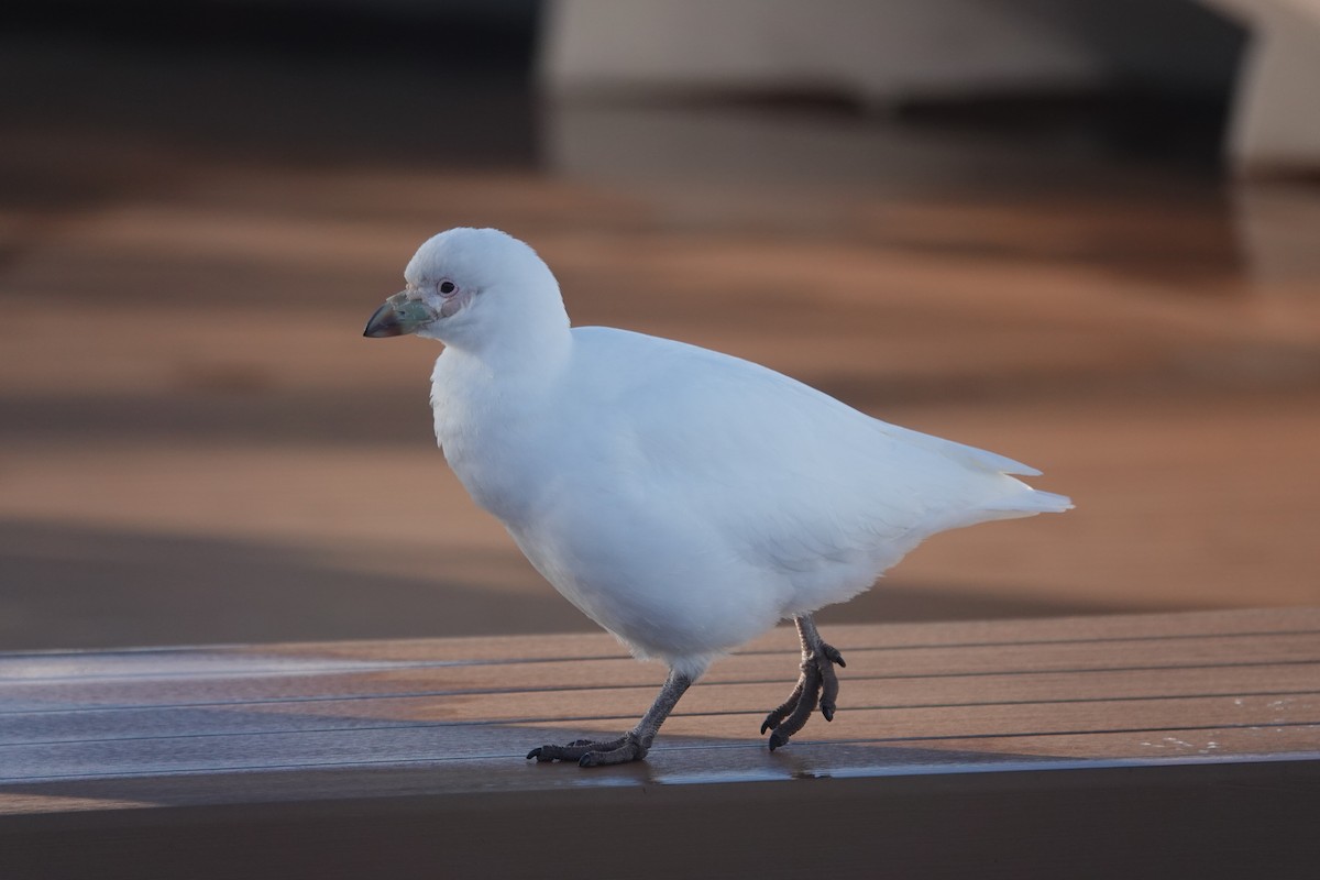 Snowy Sheathbill - ML647178674