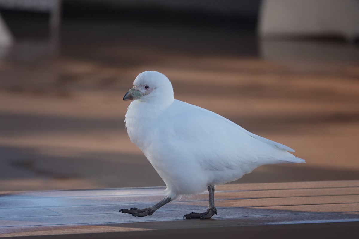 Snowy Sheathbill - ML647178675