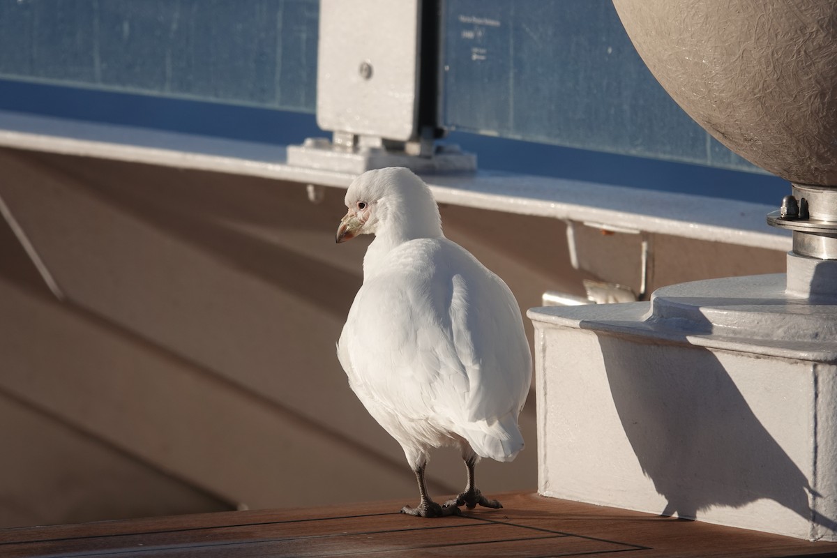 Snowy Sheathbill - ML647178676