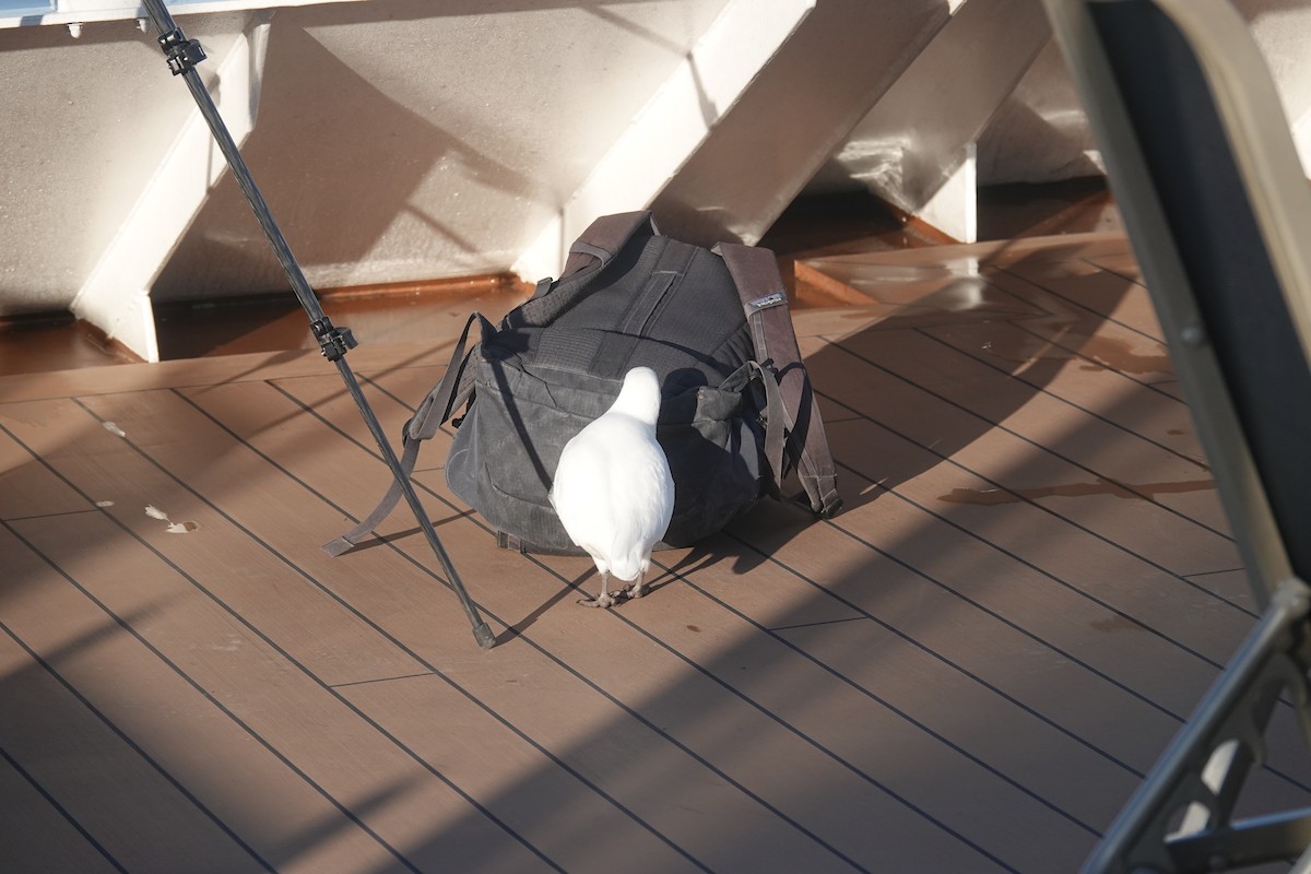 Snowy Sheathbill - ML647178677