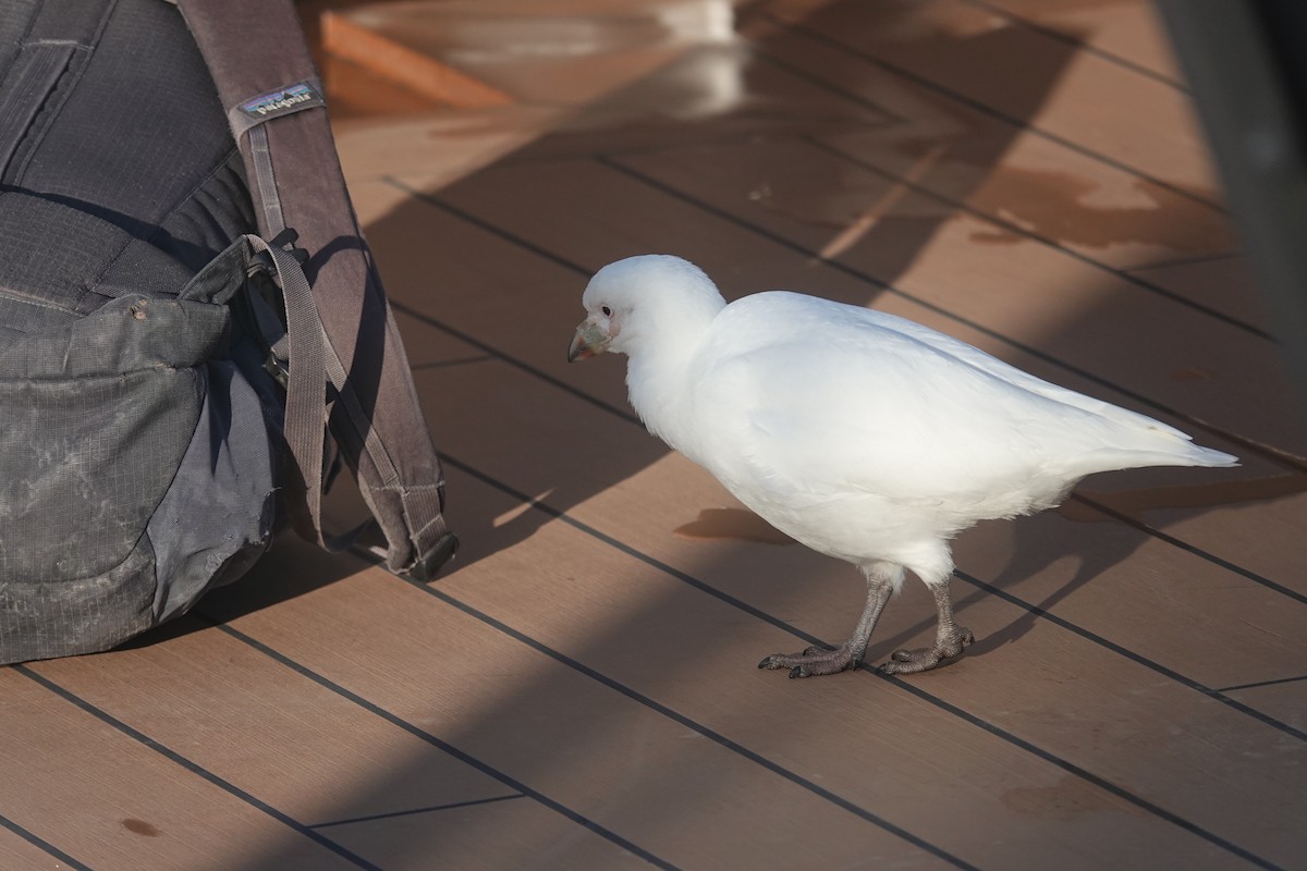 Snowy Sheathbill - ML647178678