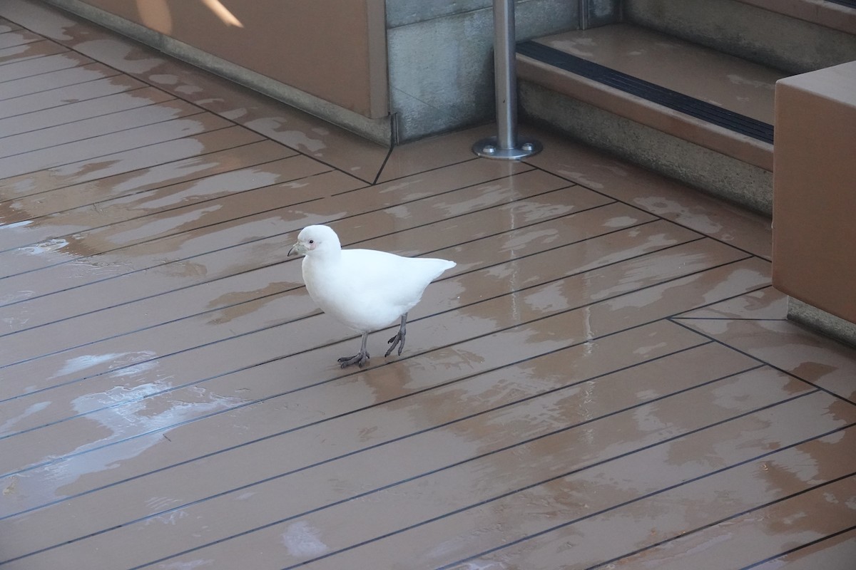 Snowy Sheathbill - ML647178679