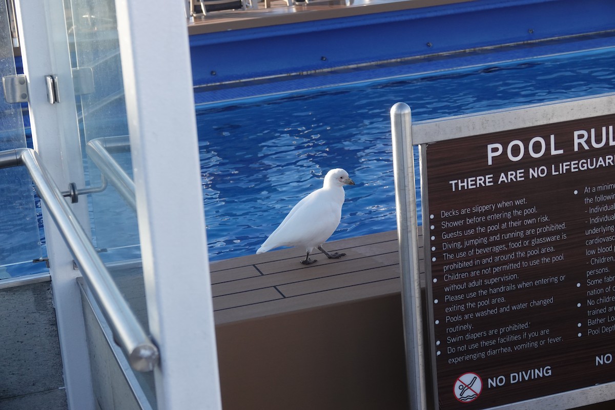 Snowy Sheathbill - ML647178680