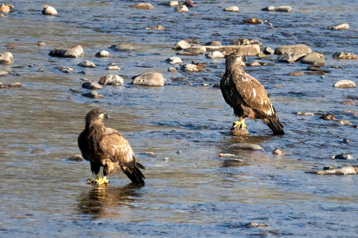 Bald Eagle - ML647178683