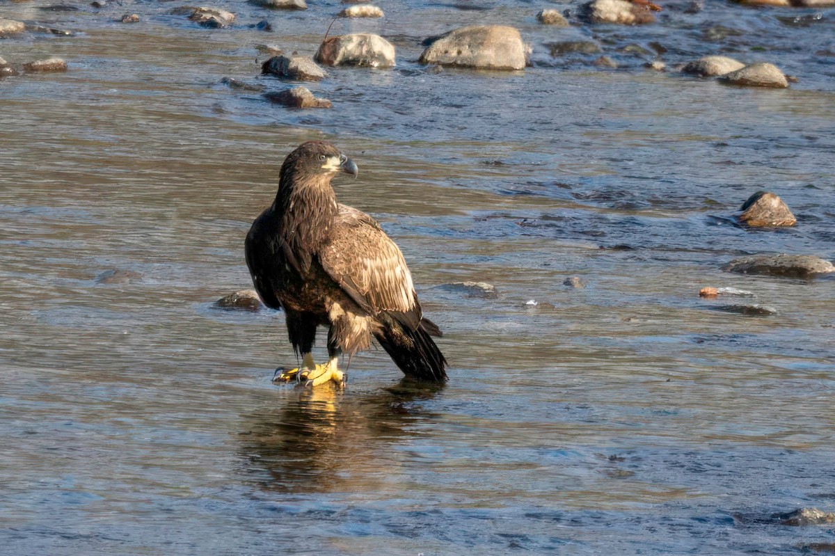 Bald Eagle - ML647178684
