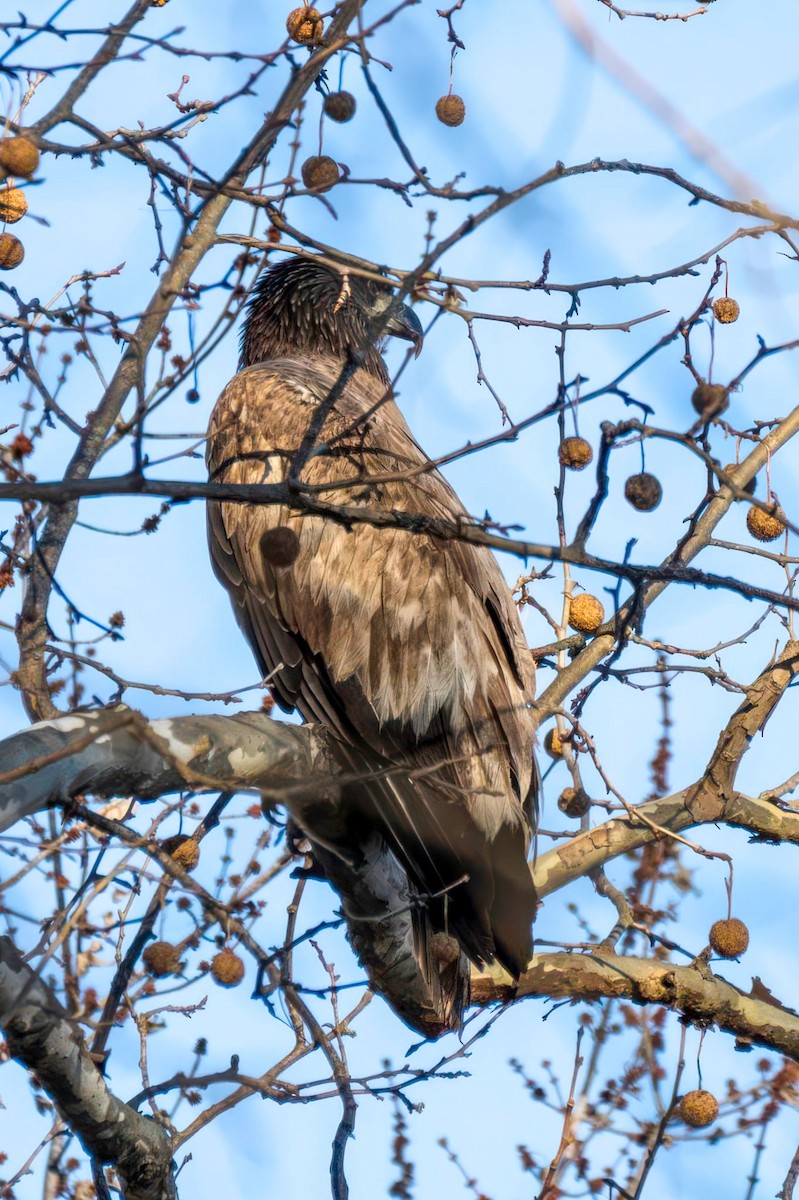 Bald Eagle - ML647178685