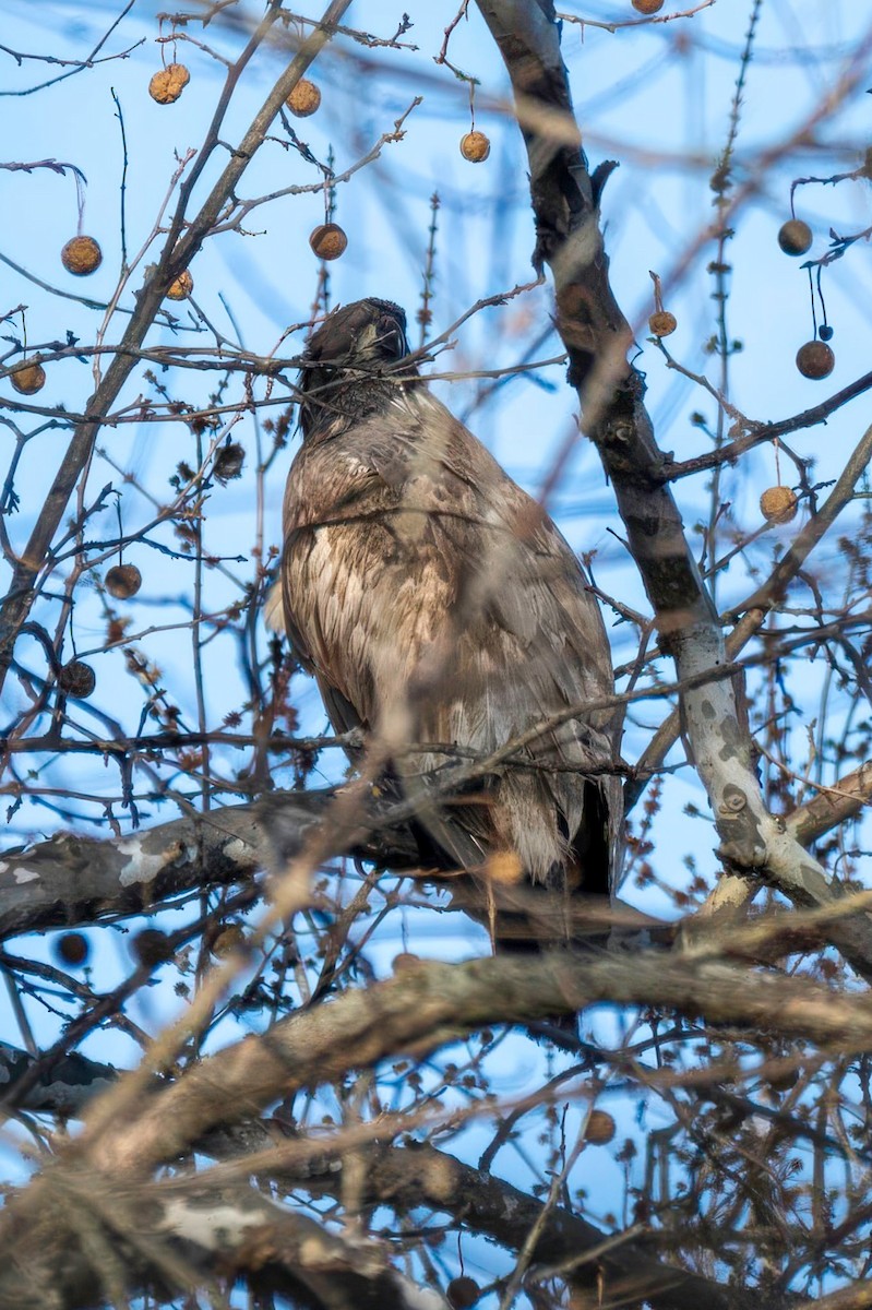 Bald Eagle - ML647178686