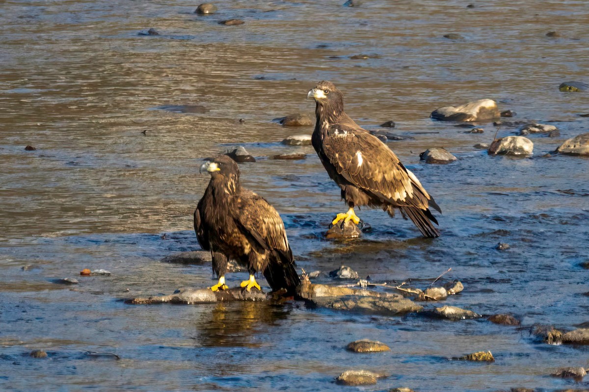 Bald Eagle - ML647178687