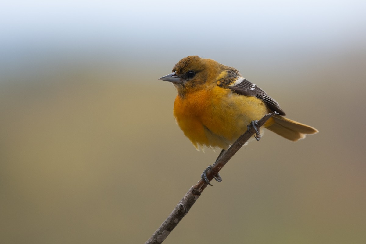 Baltimor Turpiyalı - ML647178692