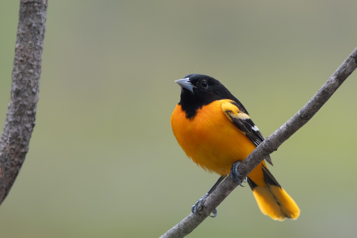 Baltimor Turpiyalı - ML647178693