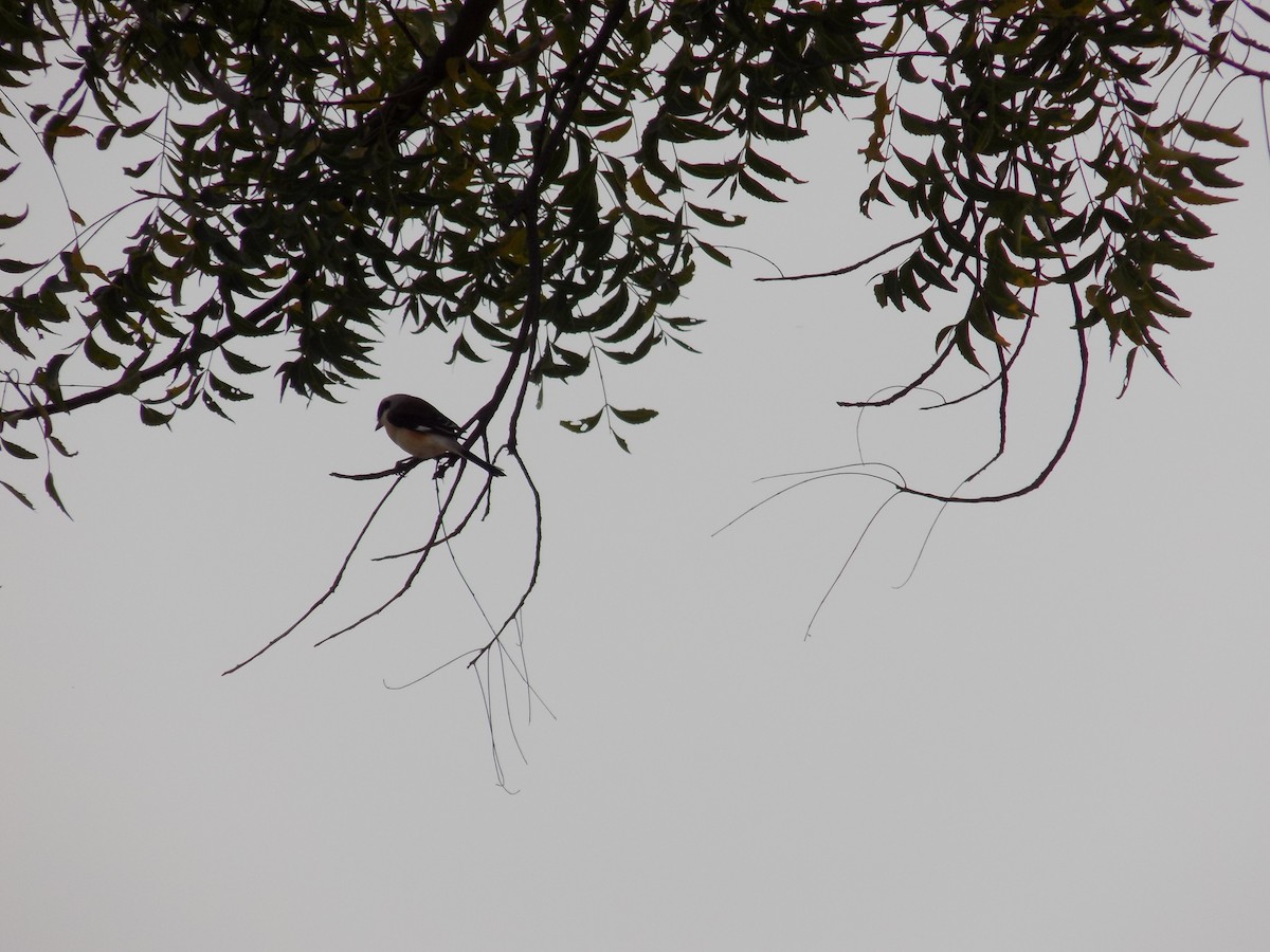 Bay-backed Shrike - ML647178706