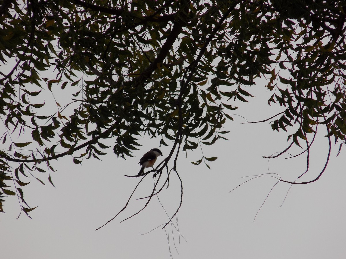 Bay-backed Shrike - ML647178707