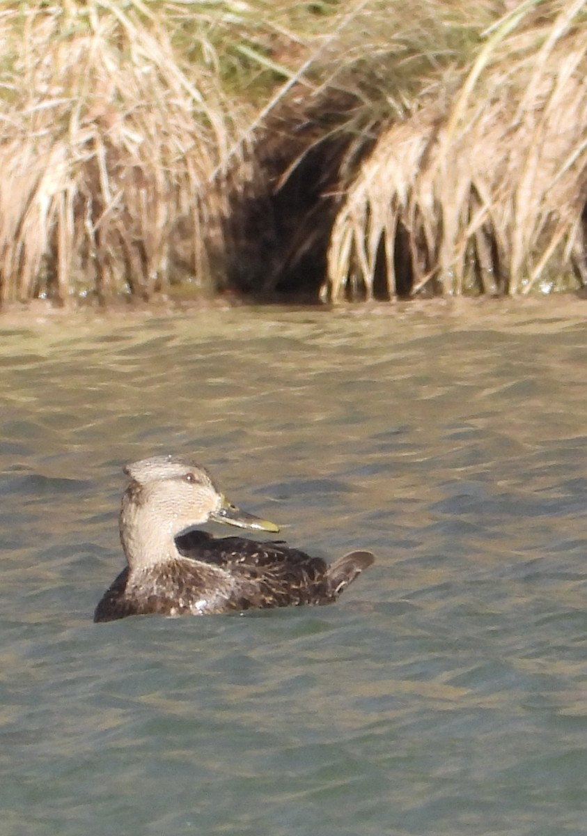American Black Duck - ML647178709