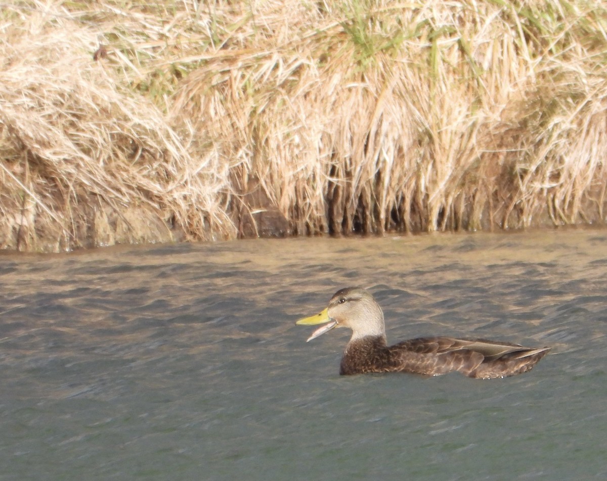 American Black Duck - ML647178710