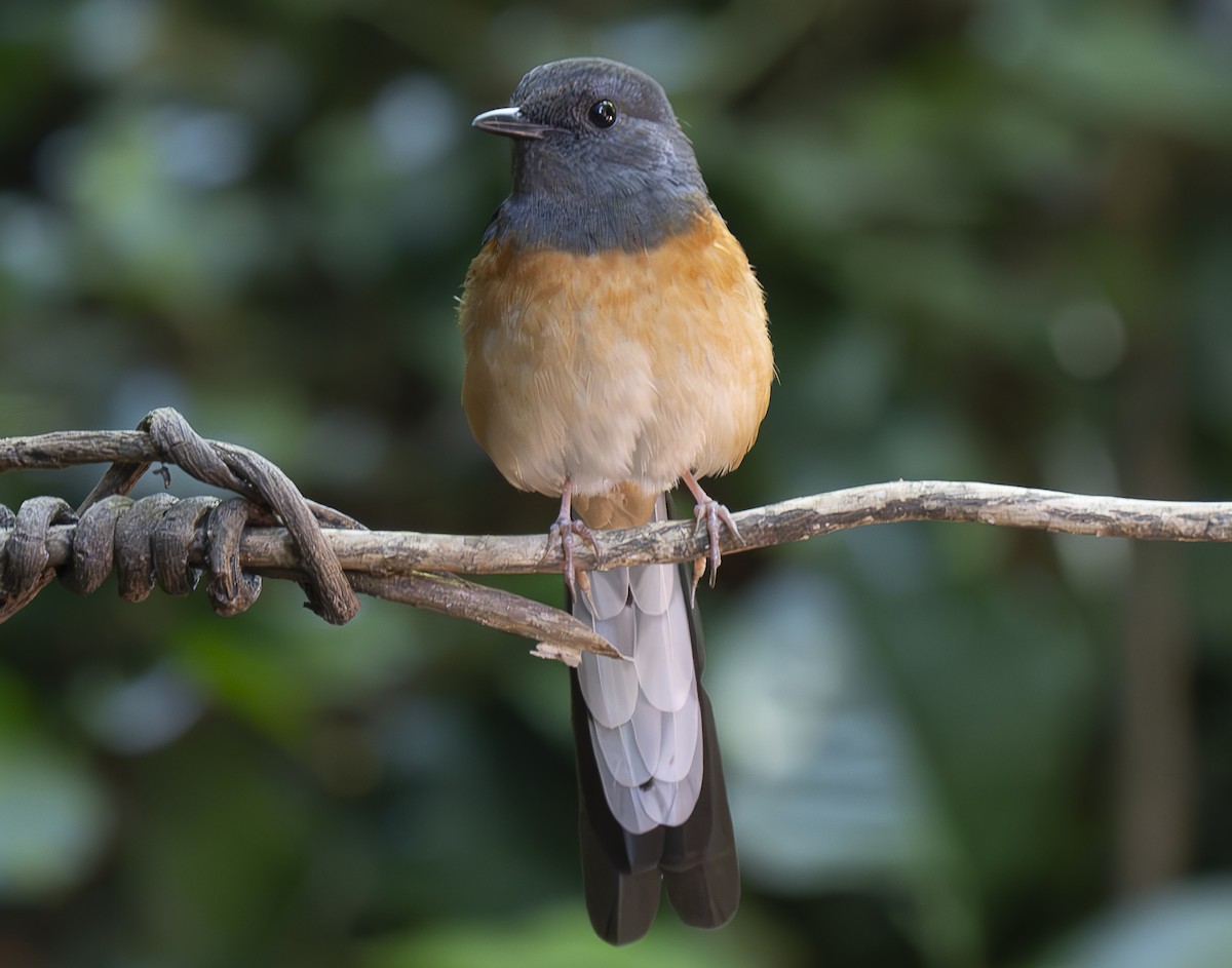 白腰鵲鴝 - ML647178712