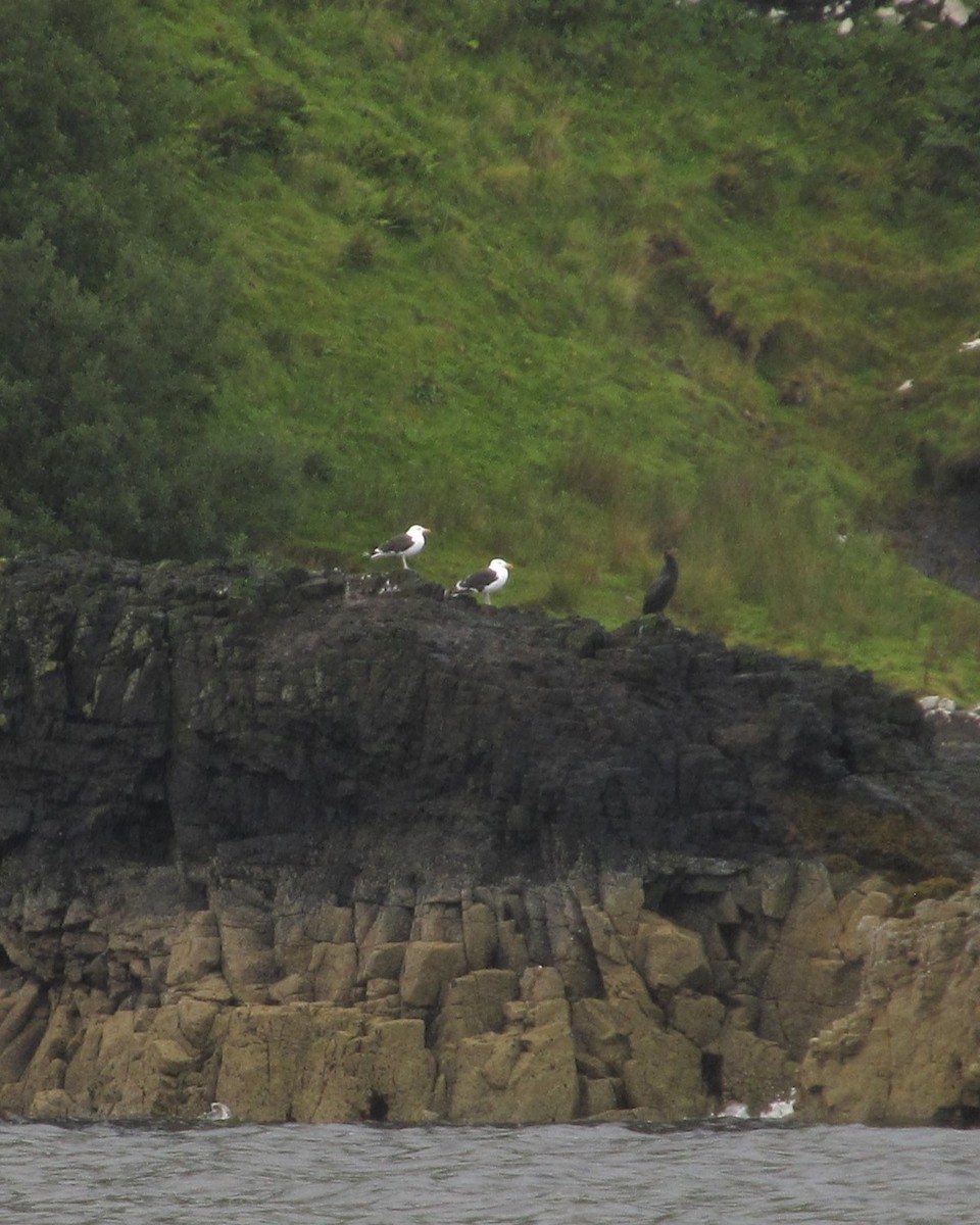 Great Black-backed Gull - ML647178718