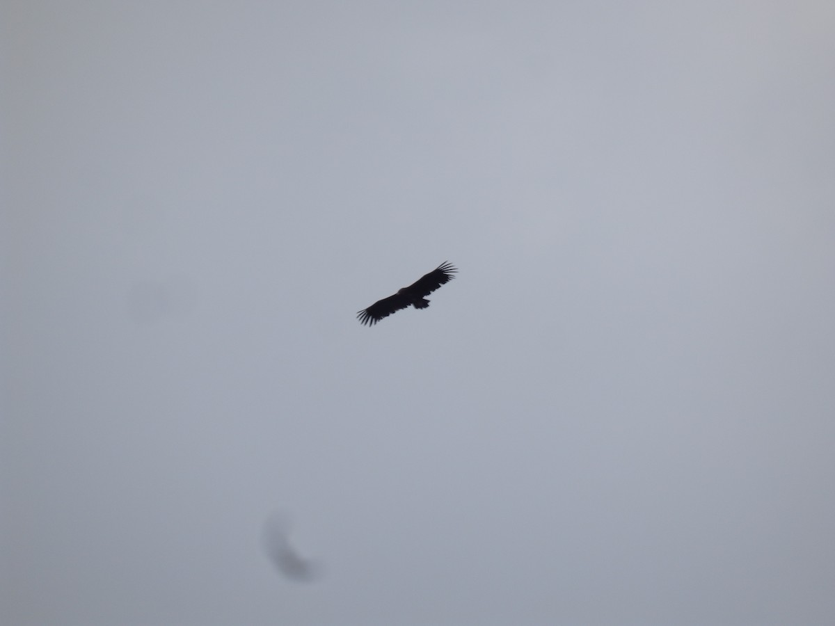 クロハゲワシ - ML647178749