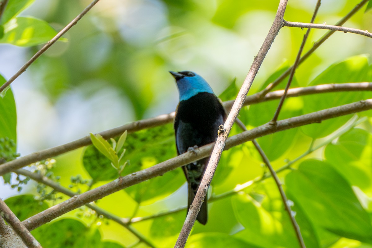 Лазурноголовая танагра - ML647178755