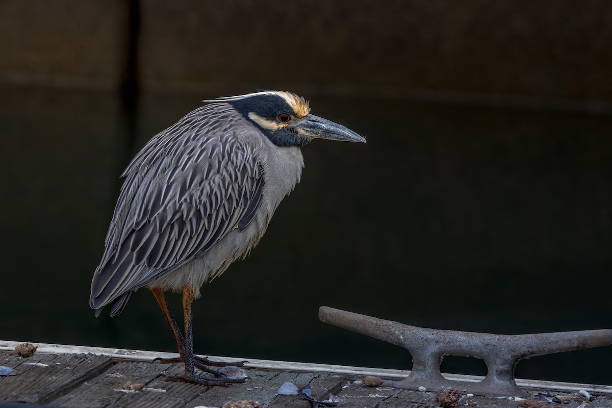 Yellow-crowned Night Heron - ML647178758