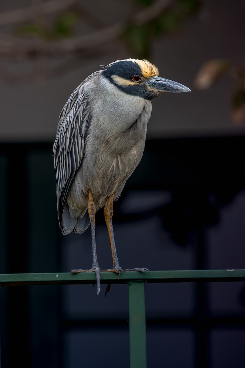 Yellow-crowned Night Heron - ML647178759