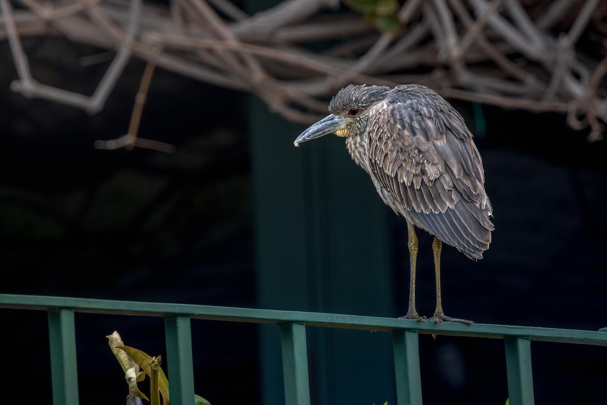 Yellow-crowned Night Heron - ML647178761