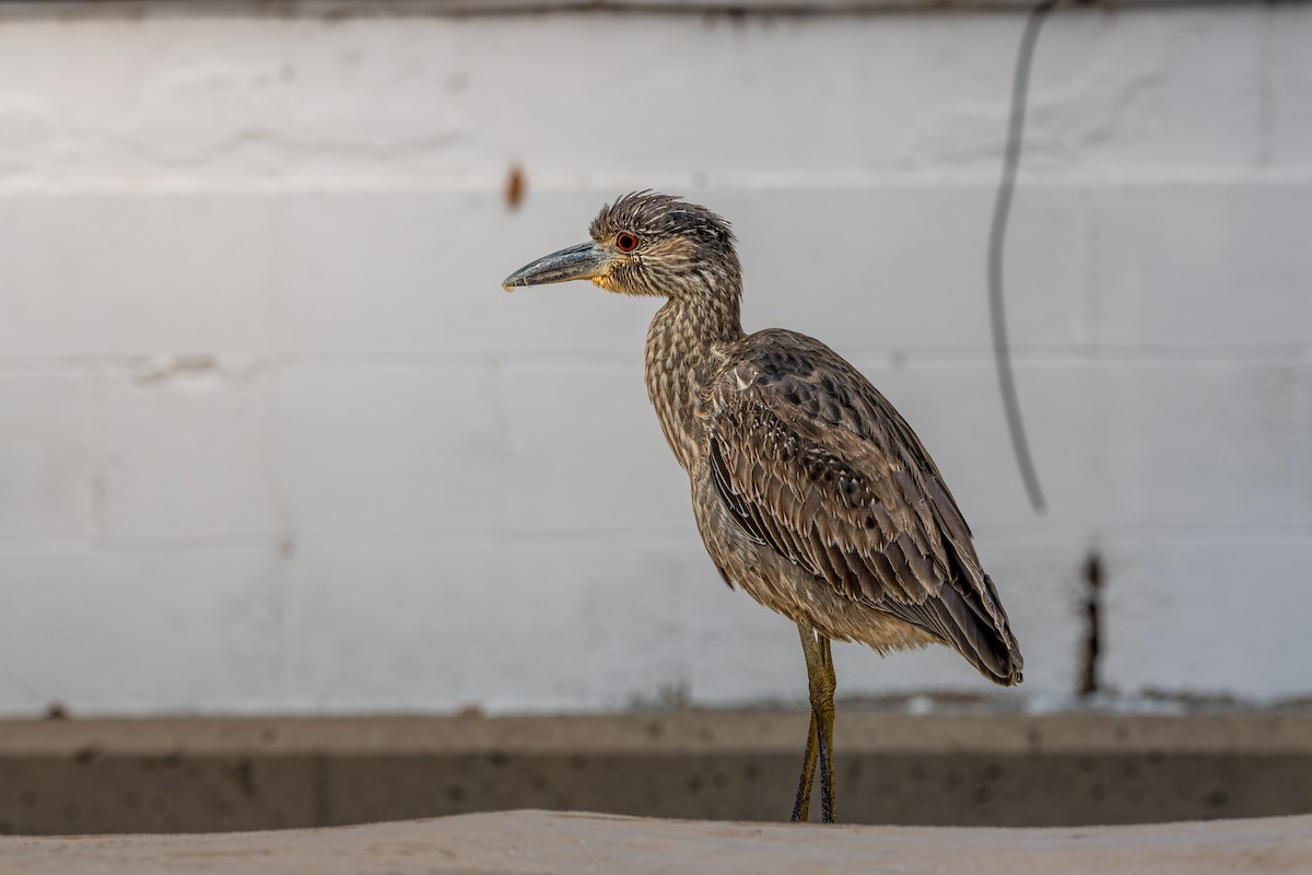 Yellow-crowned Night Heron - ML647178762