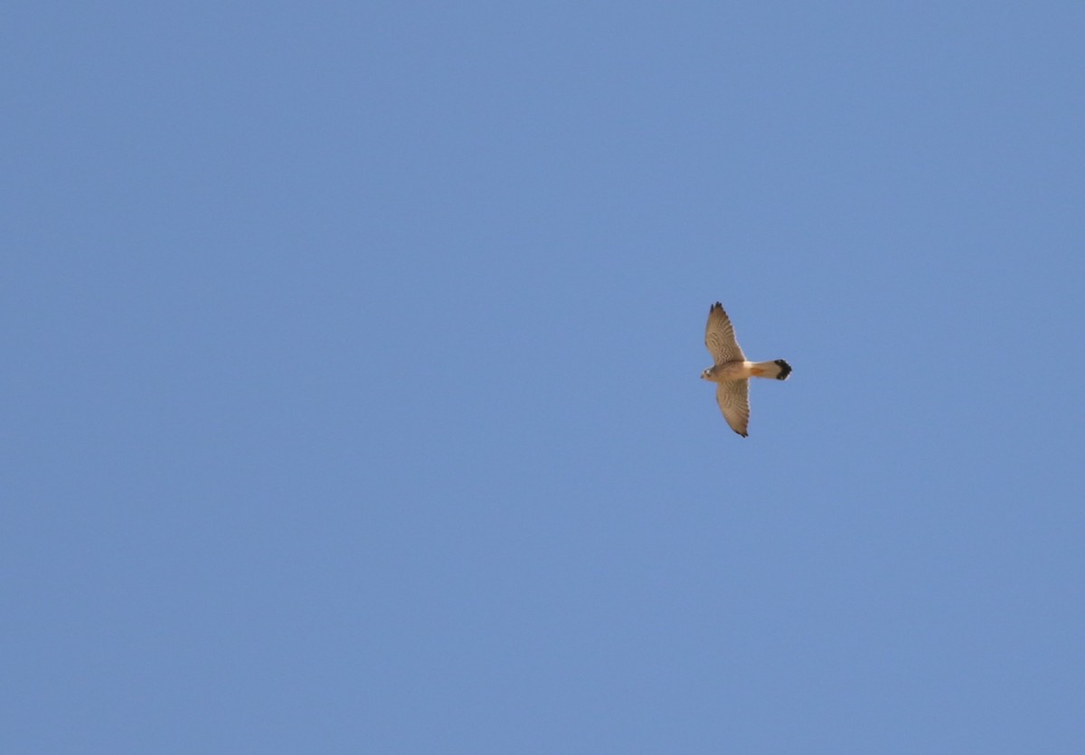 tårnfalk - ML647178763