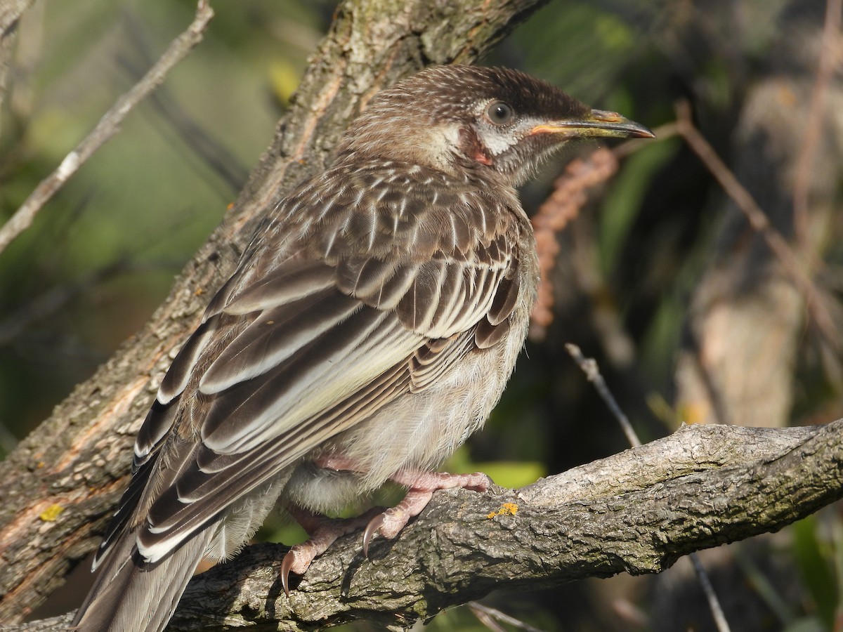 Red Wattlebird - ML647178764