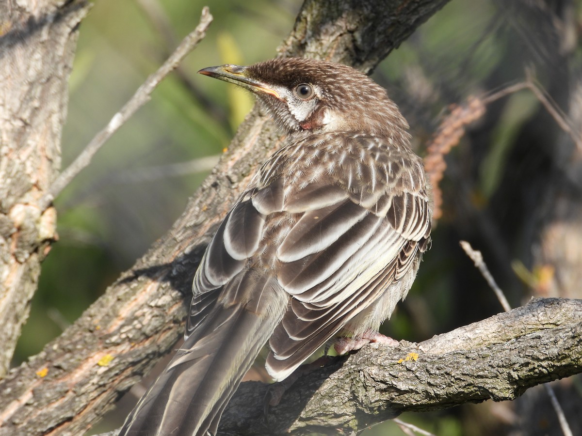 Red Wattlebird - ML647178765
