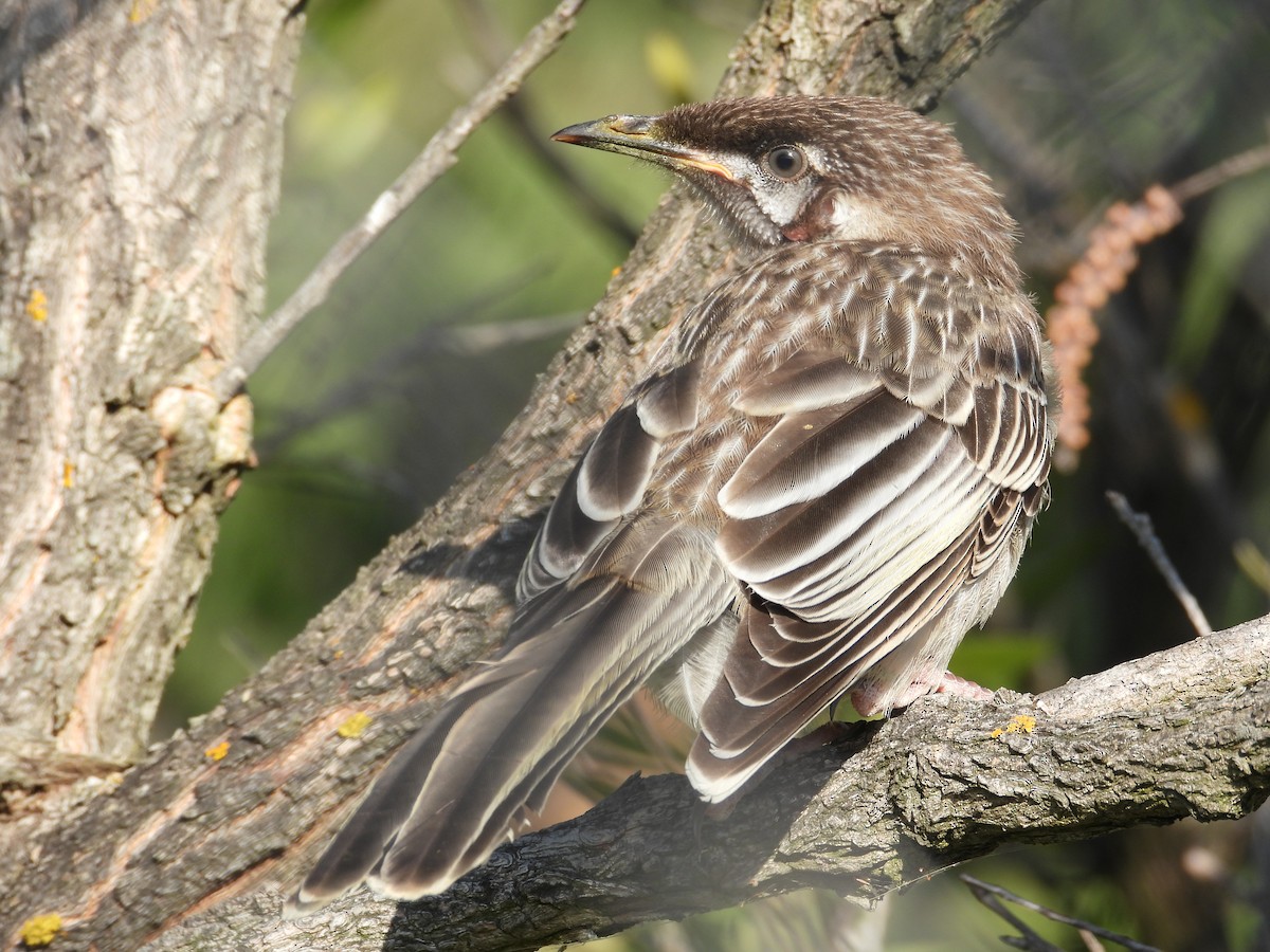 Red Wattlebird - ML647178766