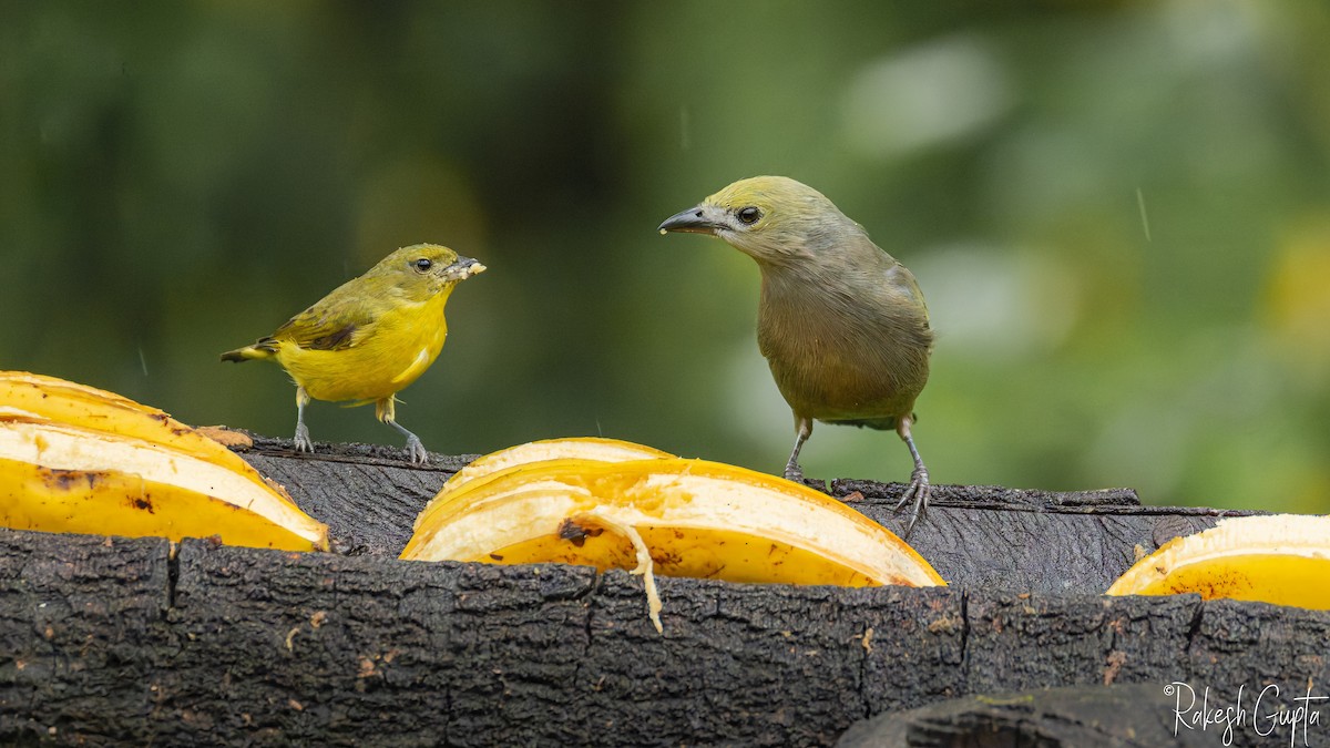 Palm Tanager - ML647178767