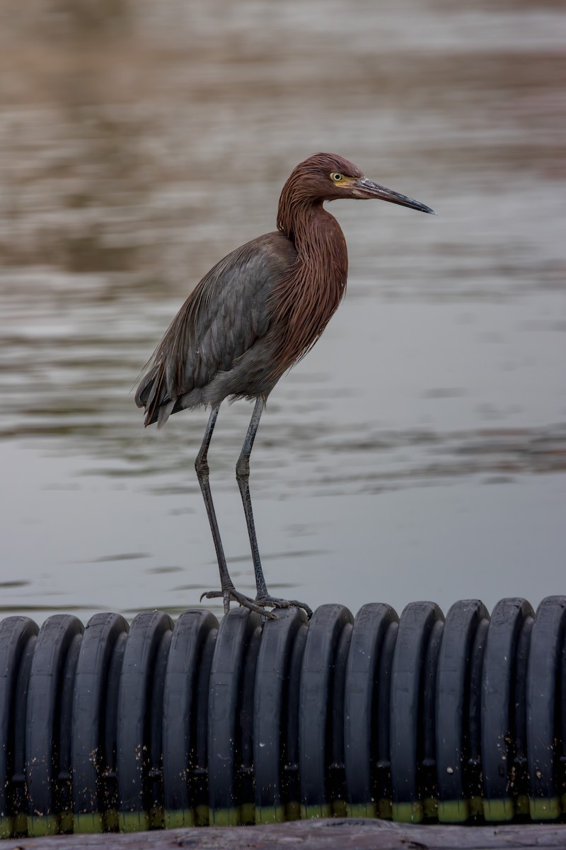 Reddish Egret - ML647178768