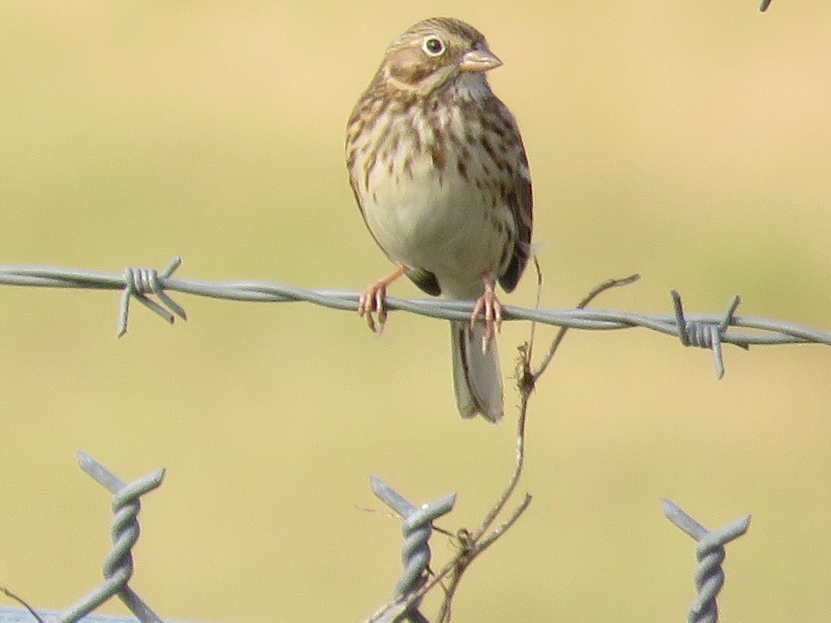 Vesper Sparrow - ML647178769