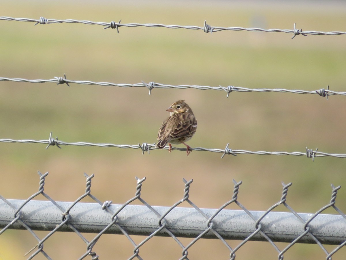 Vesper Sparrow - ML647178770