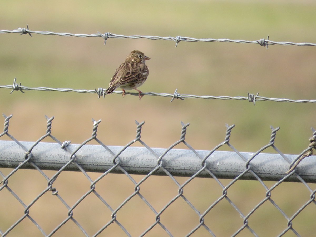 Vesper Sparrow - ML647178771