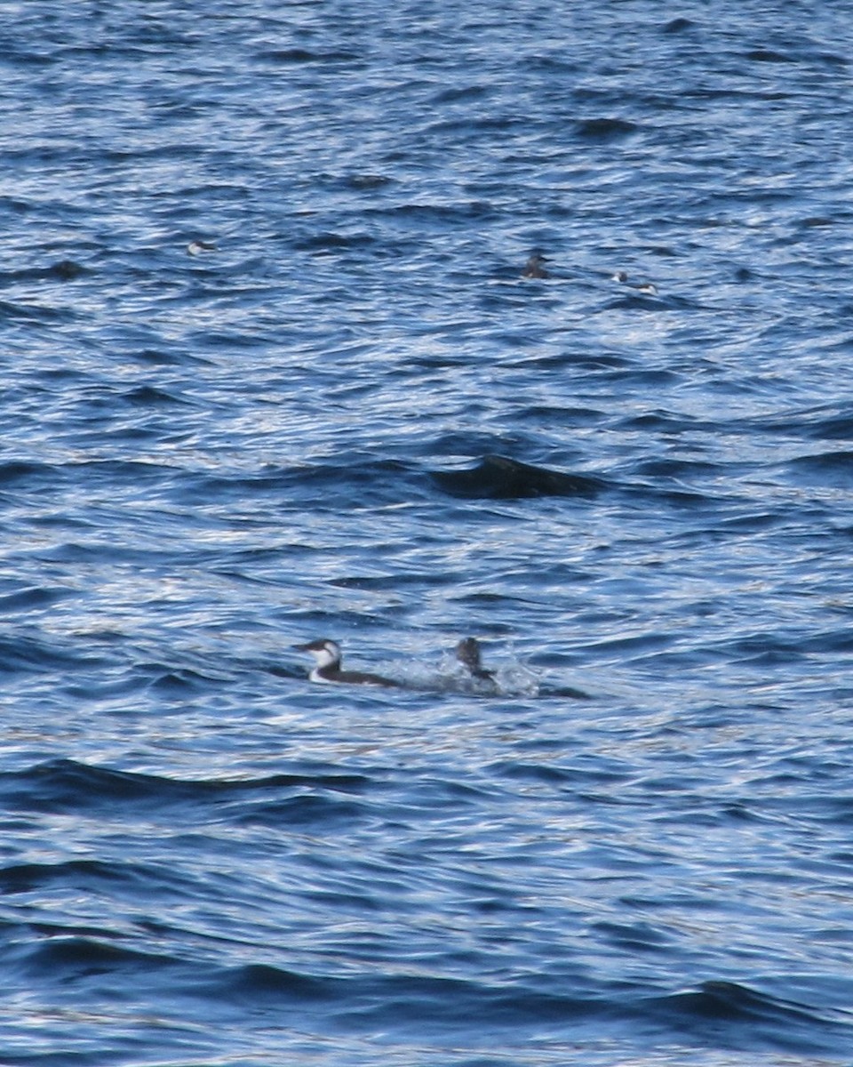 Trottellumme - ML647178772