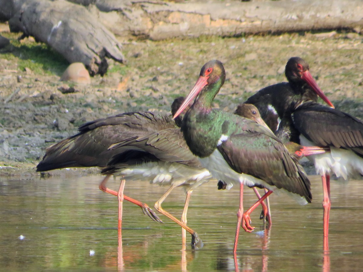 Black Stork - ML647178774
