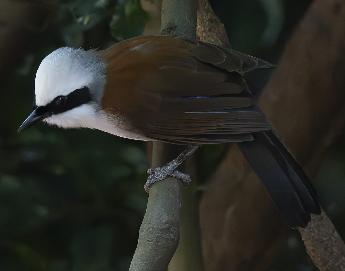 White-crested Laughingthrush - ML647178776
