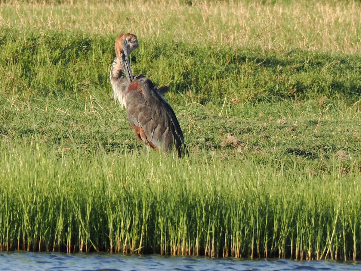 Héron goliath - ML647178778