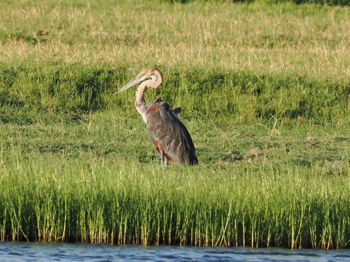 Héron goliath - ML647178779